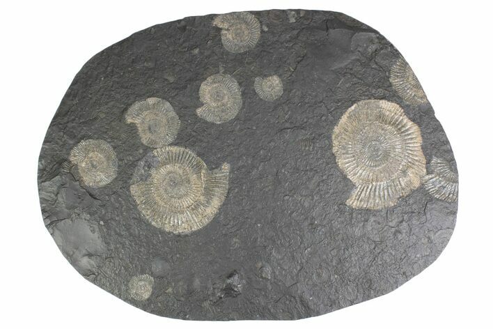 Fossil Ammonite (Dactylioceras) Cluster - Posidonia Shale, Germany #383760